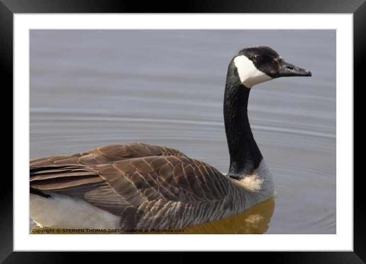 Swimming Canada Goose  Framed Mounted Print by STEPHEN THOMAS