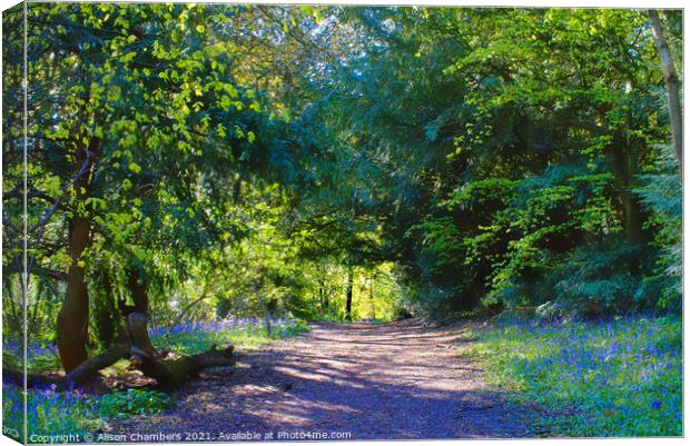 The Ancient Woodland Of Woolley Wood Canvas Print by Alison Chambers