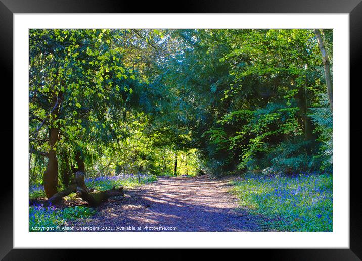 The Ancient Woodland Of Woolley Wood Framed Mounted Print by Alison Chambers