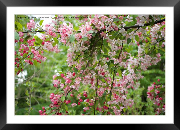 Apple Blossom Bough Framed Mounted Print by Alison Chambers