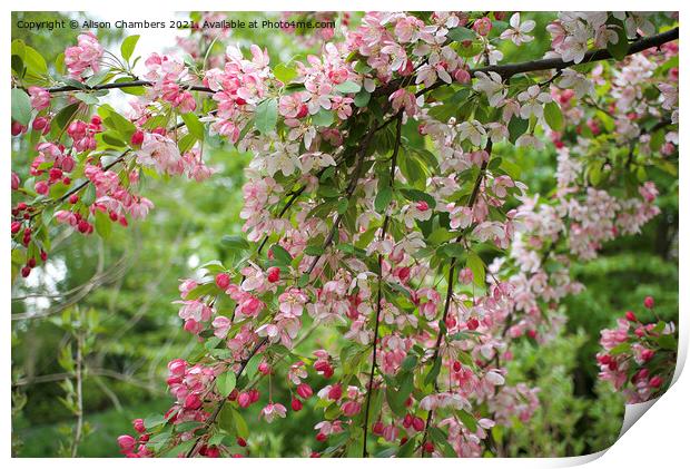 Apple Blossom Bough Print by Alison Chambers