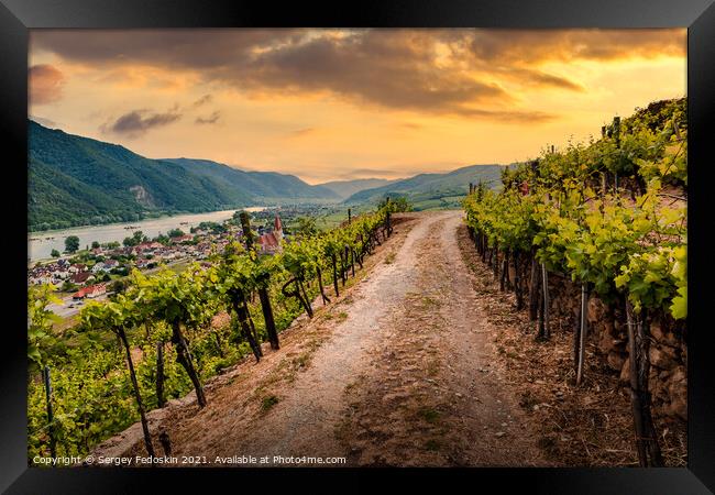 Road through the vineyards at sunset. Wachau Valley. Austria. Framed Print by Sergey Fedoskin