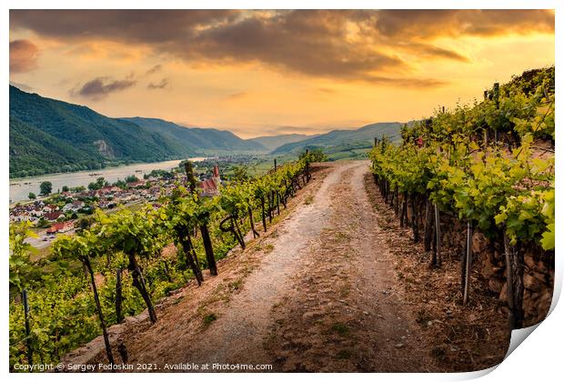 Road through the vineyards at sunset. Wachau Valley. Austria. Print by Sergey Fedoskin