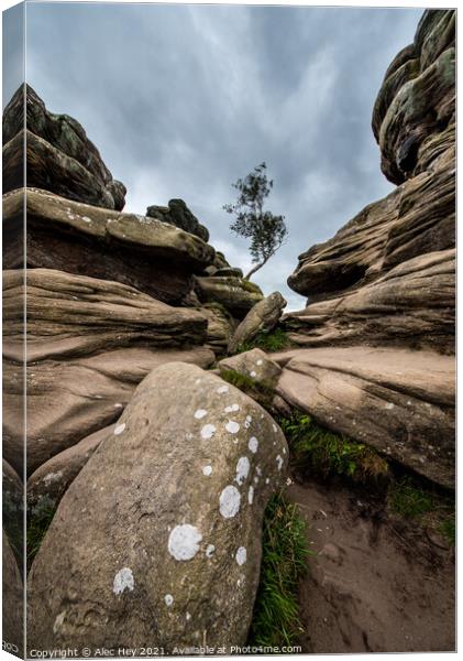 Brimham Rocks natural sandstone Canvas Print by Alec Hey