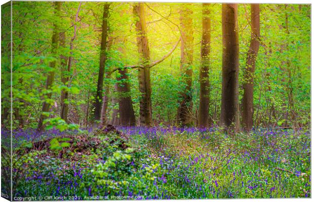Bluebell wood Canvas Print by Cliff Kinch