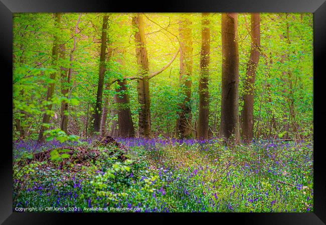 Bluebell wood Framed Print by Cliff Kinch