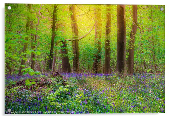 Bluebell wood Acrylic by Cliff Kinch