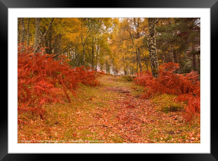 Autumnal woodlands around Little Garve, The Scotti Framed Mounted Print by Peter Greenway