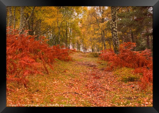 Autumnal woodlands around Little Garve, The Scotti Framed Print by Peter Greenway