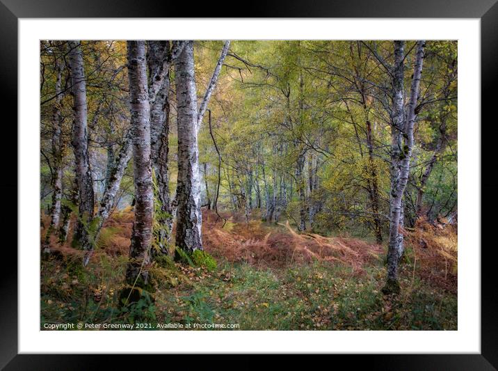 Silver Birch In Woodland Around Divach Falls, Scot Framed Mounted Print by Peter Greenway