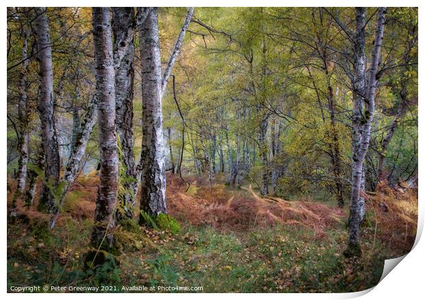 Silver Birch In Woodland Around Divach Falls, Scot Print by Peter Greenway