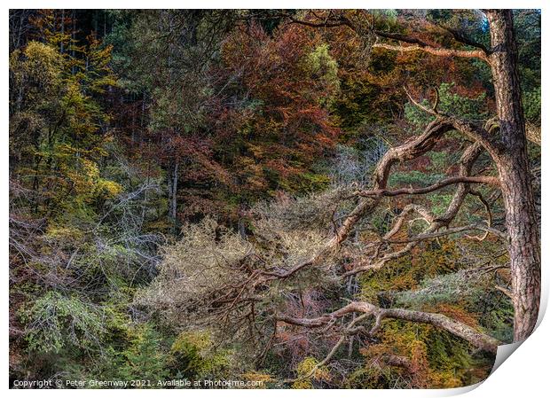 Autumn Tree Colours At The Gorge At Randolphs Leap Print by Peter Greenway