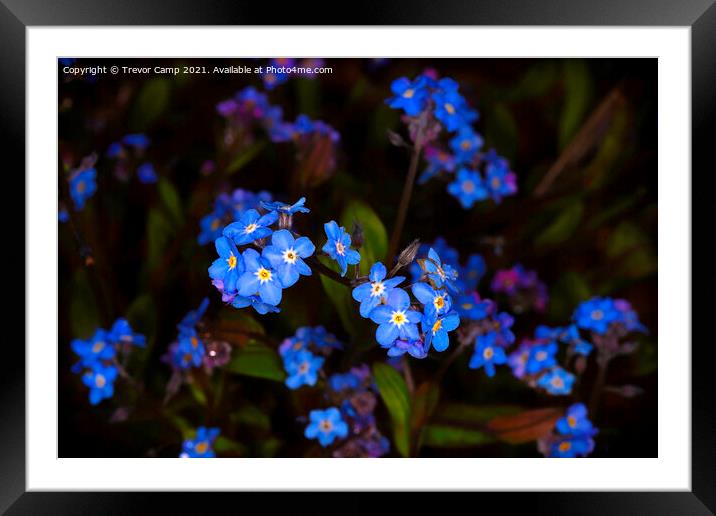 Delicate Blue Blossoms Framed Mounted Print by Trevor Camp