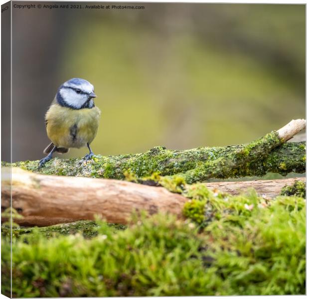 Blue Tit. Canvas Print by Angela Aird