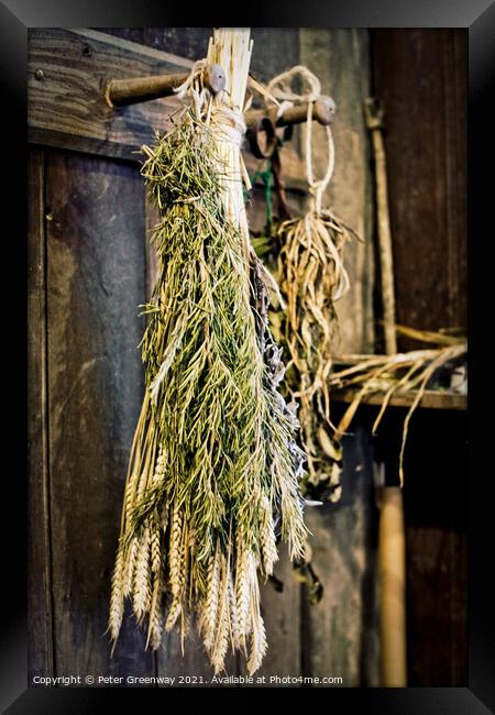 Sheaves of Herbs Hanging Up To Dry Framed Print by Peter Greenway