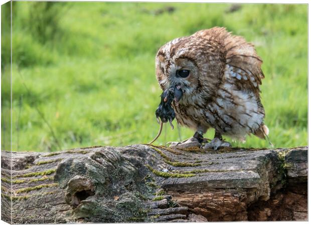 Owl with Mouse Canvas Print by June Ross