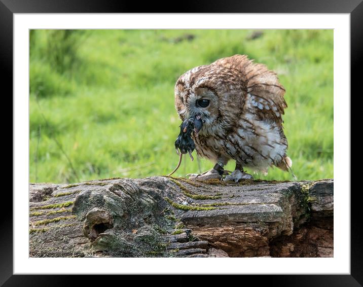 Owl with Mouse Framed Mounted Print by June Ross