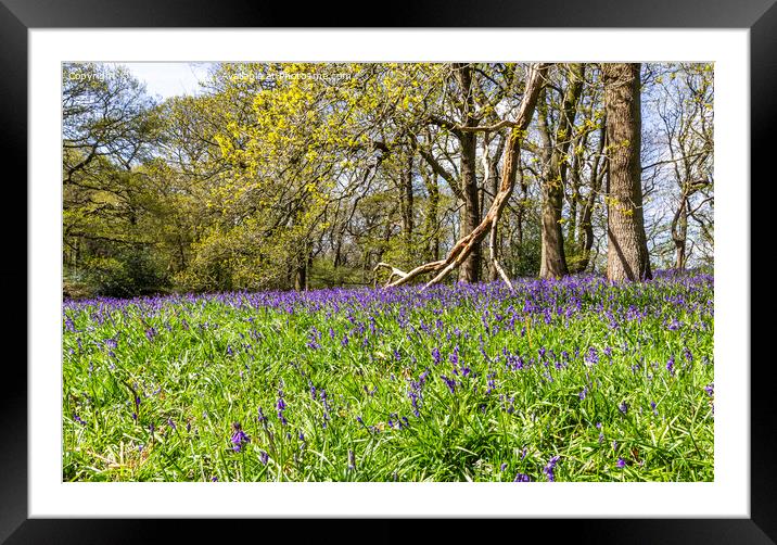 Bluebell Wood Framed Mounted Print by keith sayer
