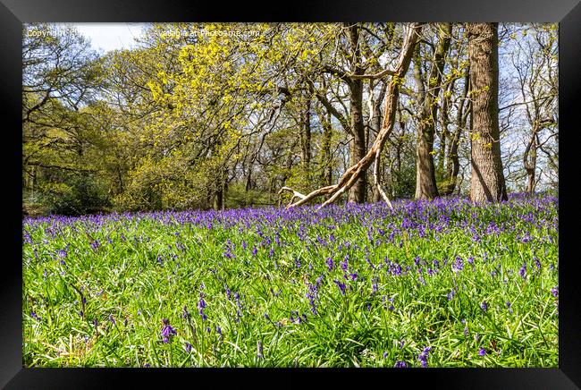 Bluebell Wood Framed Print by keith sayer