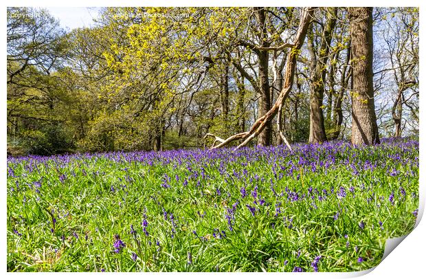 Bluebell Wood Print by keith sayer