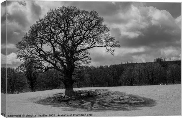 Tree and shadows Canvas Print by christian maltby