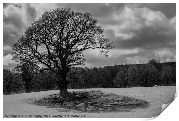 Tree and shadows Print by christian maltby