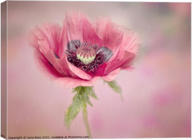 Anemone on Pink Canvas Print by June Ross