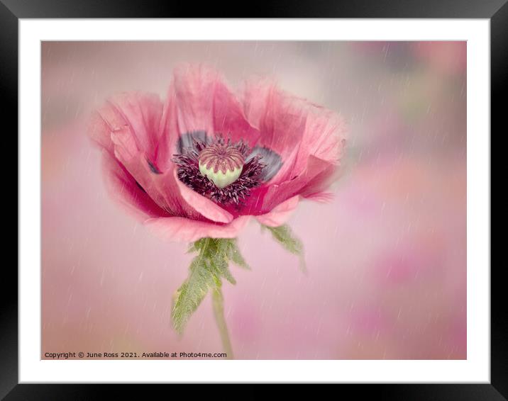 Anemone on Pink Framed Mounted Print by June Ross
