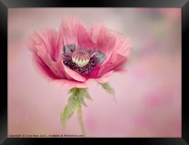 Anemone on Pink Framed Print by June Ross