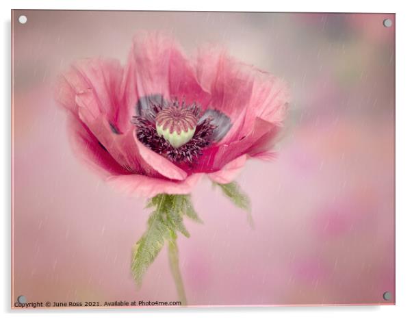 Anemone on Pink Acrylic by June Ross