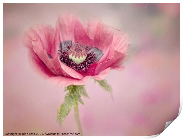 Anemone on Pink Print by June Ross