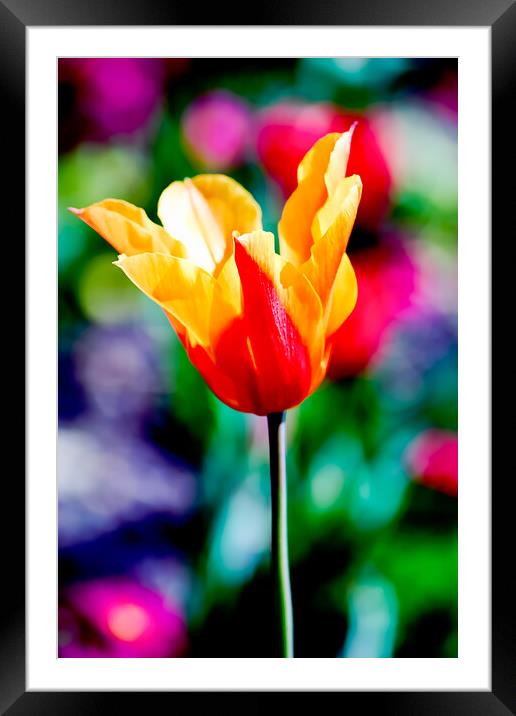 TL0003S - The Big Red and Yellow One Framed Mounted Print by Robin Cunningham