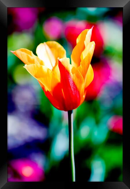 TL0003S - The Big Red and Yellow One Framed Print by Robin Cunningham