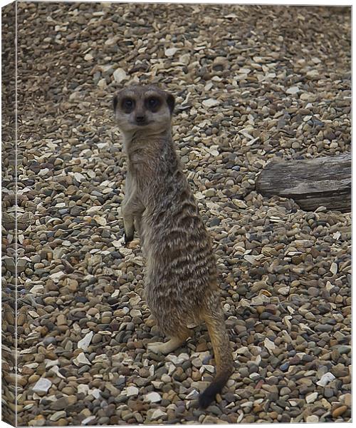 Simples Canvas Print by Northeast Images
