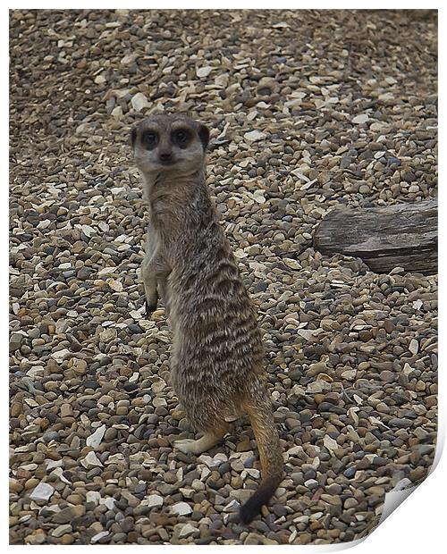 Simples Print by Northeast Images