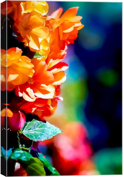 TL0006S - In full bloom Canvas Print by Robin Cunningham