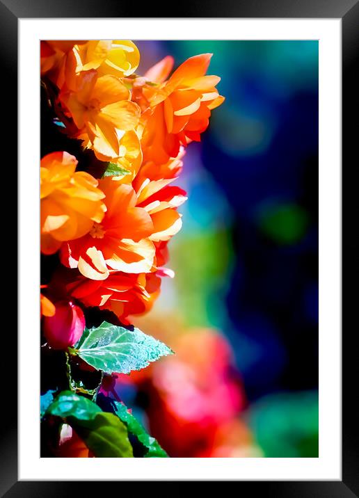 TL0006S - In full bloom Framed Mounted Print by Robin Cunningham