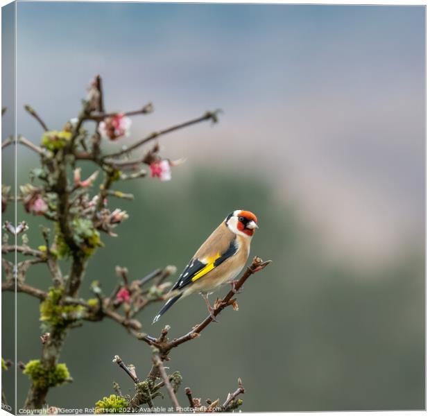 Goldfinch on Blossom tree Canvas Print by George Robertson