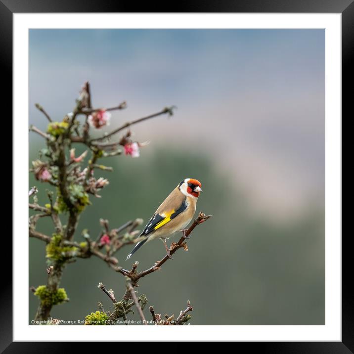 Goldfinch on Blossom tree Framed Mounted Print by George Robertson