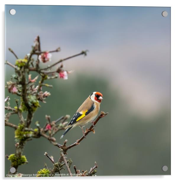 Goldfinch on Blossom tree Acrylic by George Robertson