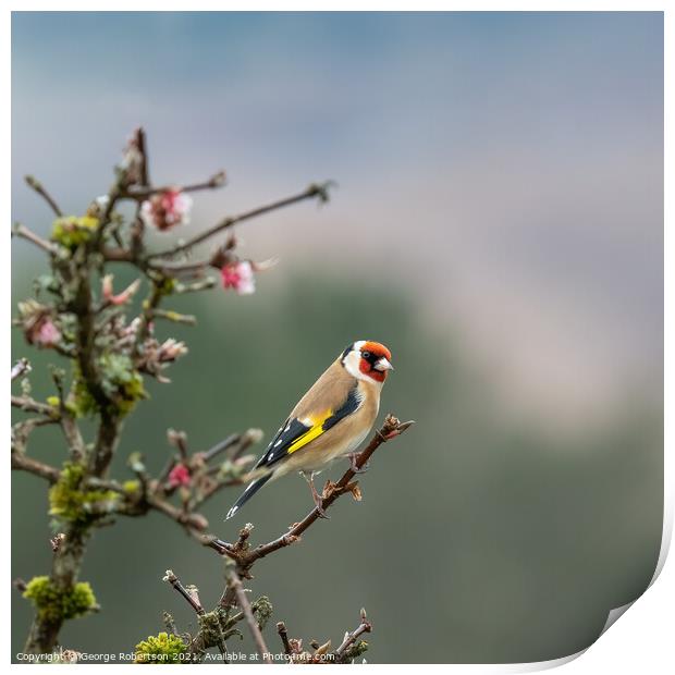 Goldfinch on Blossom tree Print by George Robertson