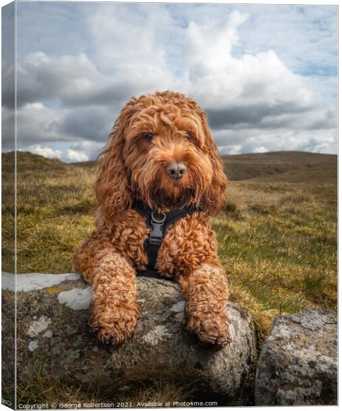 Cockapoo lying on a rock Canvas Print by George Robertson