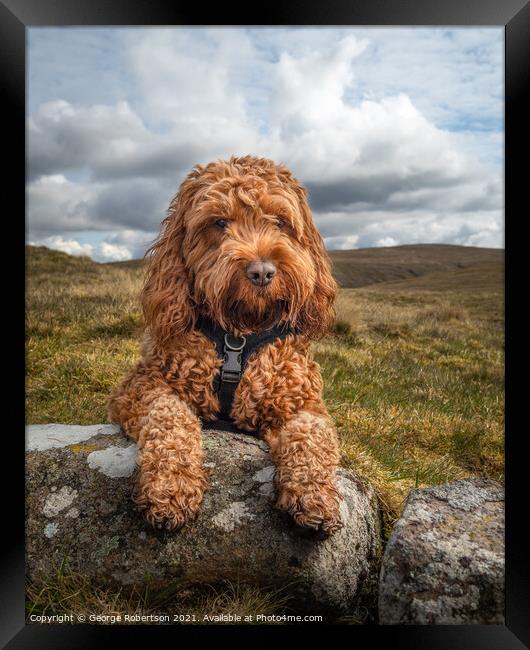 Cockapoo lying on a rock Framed Print by George Robertson