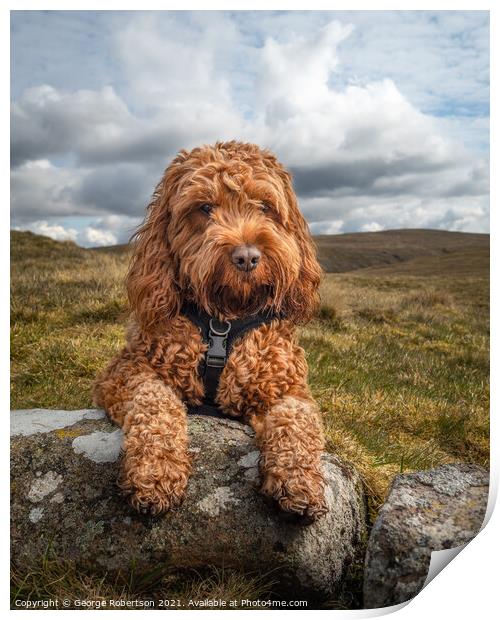 Cockapoo lying on a rock Print by George Robertson