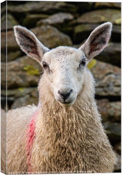 Portrait of a Sheep standing by a old stone wall Canvas Print by George Robertson