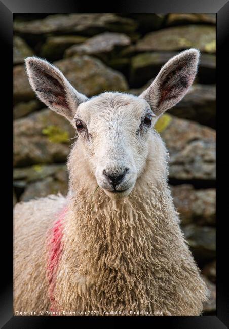 Portrait of a Sheep standing by a old stone wall Framed Print by George Robertson