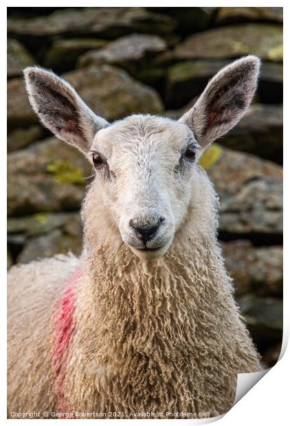 Portrait of a Sheep standing by a old stone wall Print by George Robertson