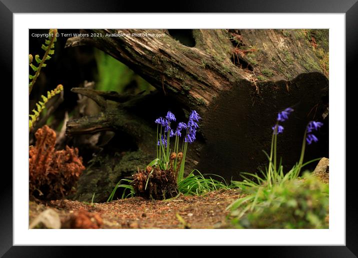 Bluebells and Ferns Framed Mounted Print by Terri Waters