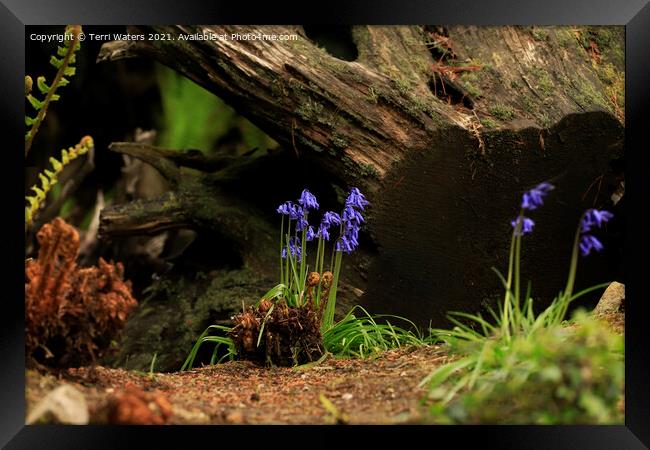 Bluebells and Ferns Framed Print by Terri Waters