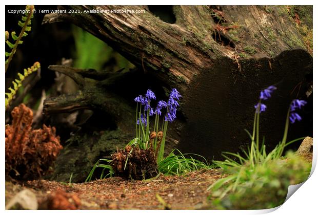 Bluebells and Ferns Print by Terri Waters
